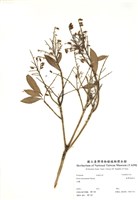 藏品(臺灣馬醉木)的圖片